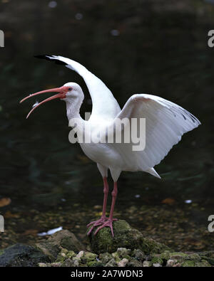 White Ibis Vogel mit seinem stretching Flügel stehend auf einem Felsen am Wasser mit seinem langen Schnabel, weißen Körper, rote Beine in seine Umwelt und surrou Stockfoto