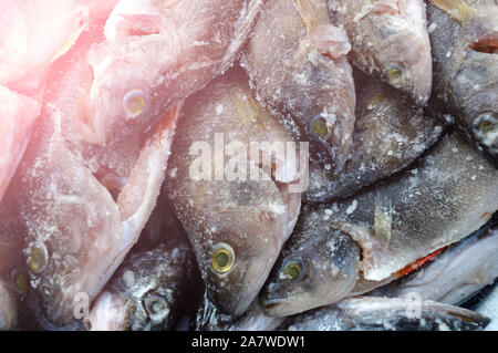 Fische Europas. Räuberische Fluss gestreiften Baß mit einem scharfen Kamm. Kochsalzlösung ist das Lügen und warten auf Kochen Stockfoto