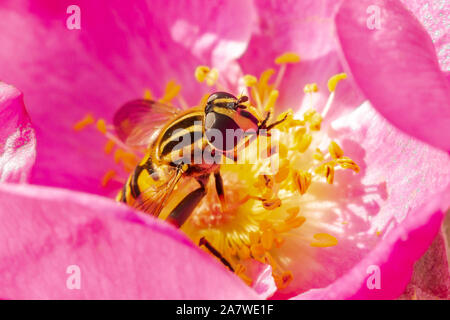 Helophilus pendulus Sonne fliegen hoverfly Insekt bestäubt und Fütterung Nektar auf eine rosa Blume. Stockfoto