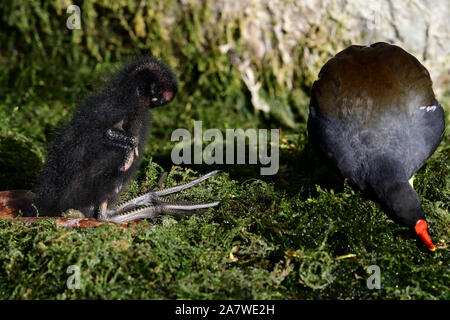 Porträt eines Babys sumpfhuhn (Gallinula chloropus) mit der Mutter Stockfoto