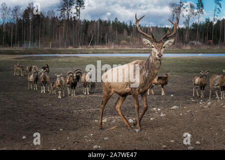 Dramatische Rotwild Herde Führer von Safari Deer Park in Lettland während der Fütterung am sonnigen Frühlingsmorgen, mit Pinienwald im Hintergrund und blauen bewölkten Himmel Stockfoto