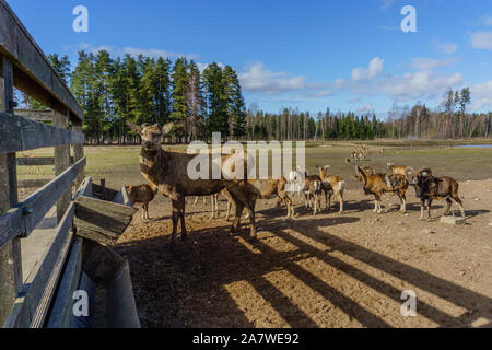Hübsch und freundlich Rotwild Herde von Safari Deer Park in Lettland während der Fütterung am sonnigen Frühlingsmorgen, mit Pinienwald im Hintergrund Stockfoto