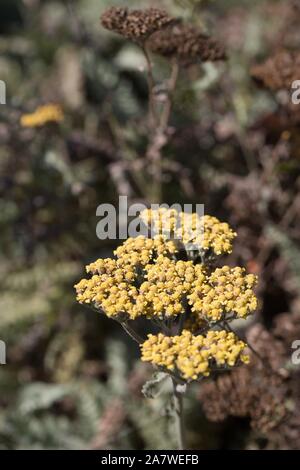 Moonshine Schafgarbe - Achillea x 'Moonshine'. Stockfoto