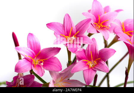 Rosa Lilie Blumen in voller Blüte vor weißem Hintergrund Stockfoto