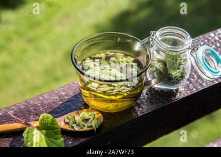 Getrocknete Tussilago farfarfarfarfarfara ( Hustkraut, Tashpflanze, Farfarfara), die allgemein als Coltsfoot bekannt ist und als natürliches Hustenmittel gilt. Tee-Glas mit Glas Stockfoto