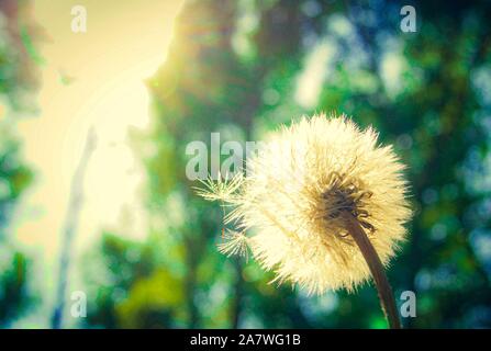 Löwenzahn Samen im Sonnenlicht weg brannte auf grünem Hintergrund. Stockfoto