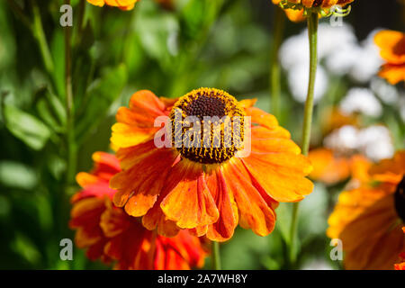 In der Nähe der lebhaften orange Kegel Blüte Stockfoto