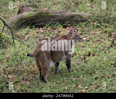 Bobcat bis zu Fuß durch seine Höhle zeigen ihre Körper, Kopf, Ohren, Augen, Nase, Mund und genießen ihre Umwelt und Umgebung. Stockfoto