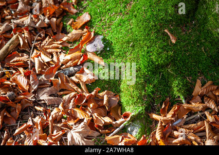 Trockene Blätter liegen auf dem Boden im Wald. Ein Pilz wächst auf der grünen Moos durch trockenes Laub umgeben. Im Herbst Sonne beleuchtet. Stockfoto