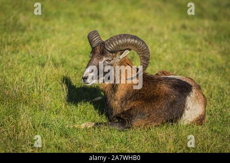 Eine junge Braune und weiße europäische Mufflons mit großen Hörnern liegend auf grünem Gras an einem sonnigen Tag. Stockfoto