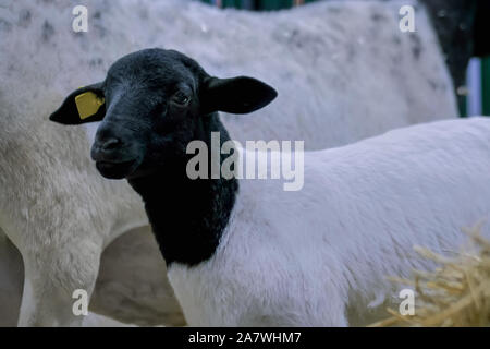 Portrait von niedlichen Lammes an landwirtschaftlichen Tier Ausstellung, Messe Stockfoto