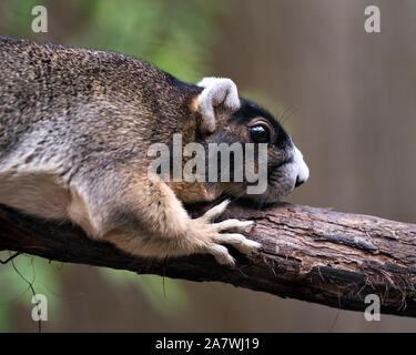 Sherman's Fox Squirrel ruht auf einem Zweig und genießen die Umgebung und Umwelt mit ein schönes Bokeh, während sein Kopf, Augen, Ohren, Nase, Pa Stockfoto