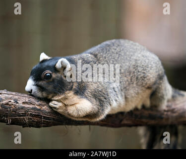 Sherman's Fox Squirrel ruht auf einem Zweig und genießen die Umgebung und Umwelt mit ein schönes Bokeh, während sein Kopf, Augen, Ohren, Nase, Pa Stockfoto