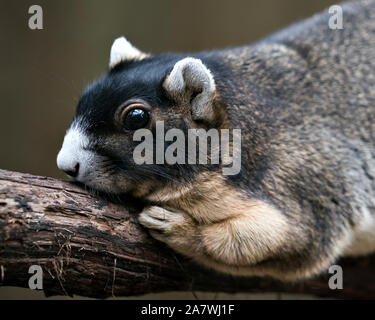 Sherman's Fox Squirrel ruht auf einem Zweig und genießen die Umgebung und Umwelt mit ein schönes Bokeh, während sein Kopf, Augen, Ohren, Nase, Pa Stockfoto