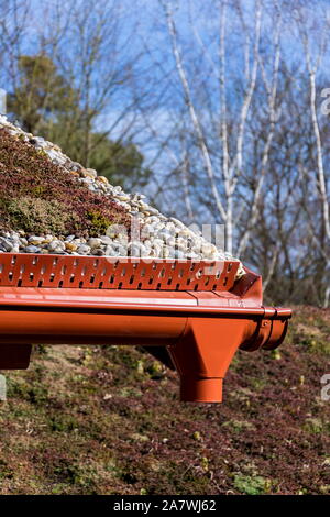 Umfangreiche grüne ökologische Wohn sod Dach mit Vegetation meist Sedum sexangulare abgedeckt, auch als geschmacklos Mauerpfeffer bekannt Stockfoto