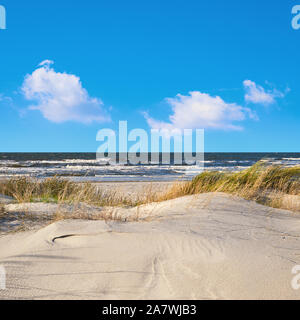 Dünen mit Gras und Sträuchern schutz Strand von den Unwettern in Insel Hiddensee, Ostsee, Norddeutschland. Panoramic Image, Quadrat compositi Stockfoto