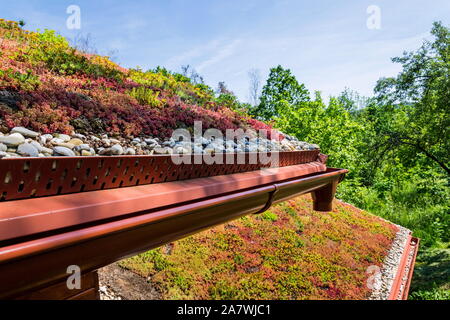 Umfangreiche grüne ökologische Wohn sod Dach mit Vegetation meist Sedum sexangulare abgedeckt, auch als geschmacklos Mauerpfeffer bekannt Stockfoto