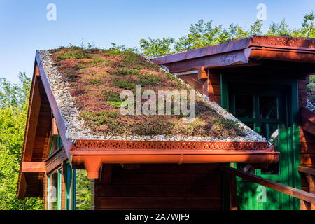 Umfangreiche grüne ökologische Wohn sod Dach mit Vegetation meist Sedum sexangulare abgedeckt, auch als geschmacklos Mauerpfeffer bekannt Stockfoto