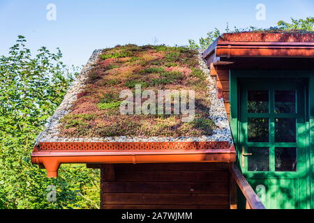 Umfangreiche grüne ökologische Wohn sod Dach mit Vegetation meist Sedum sexangulare abgedeckt, auch als geschmacklos Mauerpfeffer bekannt Stockfoto