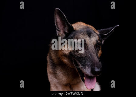 German shepherd dog portrait auf schwarzem Hintergrund Stockfoto