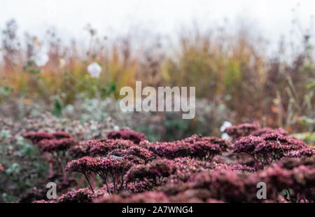 Herrlicher Garten bei Hauser & Wirth Galerie nannte die Oudolf Feld, Durslade Farm, Somerset UK. Durch die Landschaft Künstler Piet Oudolf konzipiert. Stockfoto