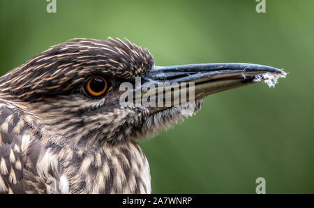 In der Nähe von einem jugendlichen Schwarz gekrönt Night Heron nach rechts Stockfoto