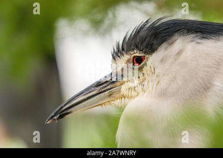 In der Nähe von einem schwarzen gekrönt Night Heron nach links Stockfoto