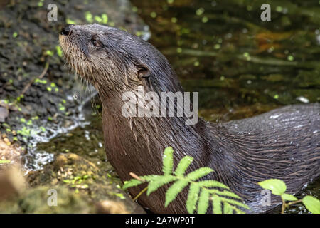 River Otter kommt oben auf der Bank Stockfoto