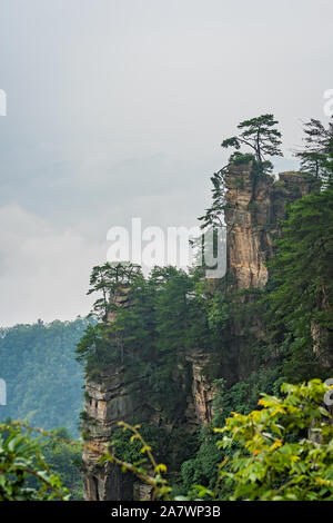 Vertikale Sicht auf den einzigen Baum auf der steinsäule der Tianzi Berge in Zhangjiajie National Park, einer berühmten Touristenattraktion, Wul Stockfoto