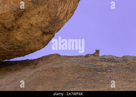 Ein Felsen (hyraxes procavia capensis) auf den Felsen in die Spitzkoppe, Namibia Stockfoto