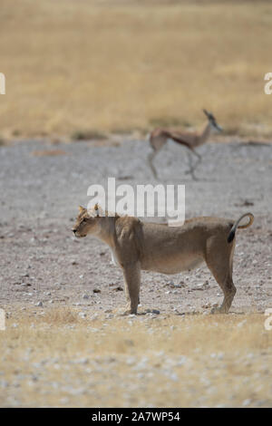 Löwin (Panthera leo) und Springböcke (Antidorcas marsupialis) im Hintergrund, Etosha National Park, Namibia. Stockfoto