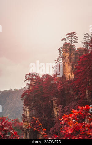 Vertikale Sicht auf den einzigen Baum auf der steinsäule der Tianzi Berge im Spätherbst, Zhangjiajie National Park, Landschaftspark Wulingyuan gelegen, Hunan Stockfoto
