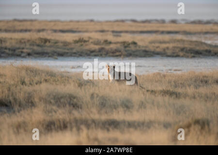 Löwin (Panthera leo), Etosha National Park, Namibia Stockfoto