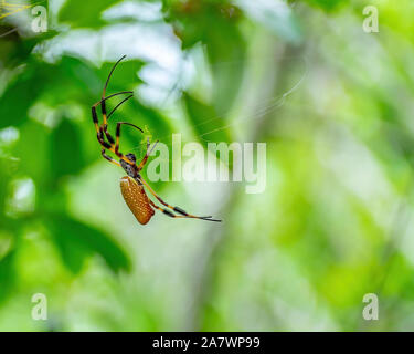 Goldener Seide orb-weber Spins a web-Florida Stockfoto