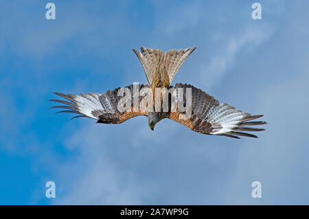 Red Kite-Milvus milvus im Flug. Stockfoto