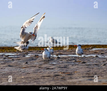 Royal tern landet auf den Strand Stockfoto