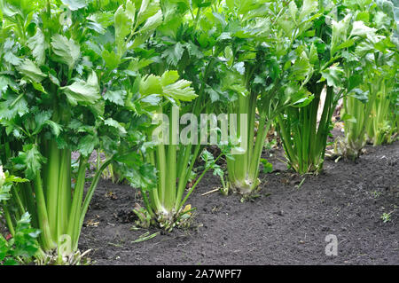 In der Nähe der wachsenden Sellerie Plantation (blattgemüse) im Gemüsegarten Stockfoto
