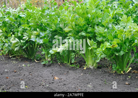 In der Nähe der wachsenden Sellerie Plantation (blattgemüse) im Gemüsegarten Stockfoto