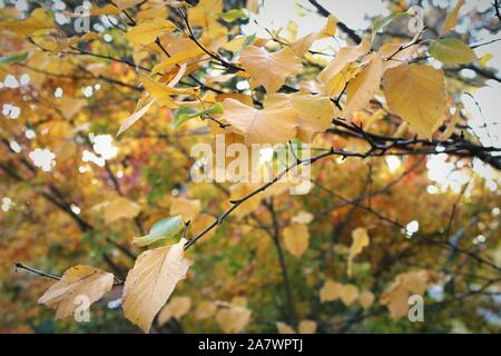 Braune und gelbe Blätter im Herbst in den Bäumen Schuß von Unten Stockfoto