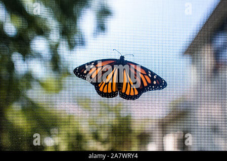 Monarch butterfly ruht mit Flügeln öffnen Sie auf dem Bildschirm mit Bäumen hinter Stockfoto