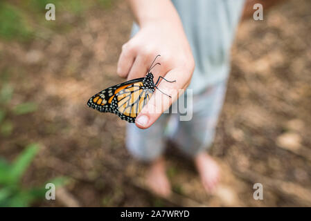 Monarch butterfly ruht auf den Finger des Kindes mit geschlossenen Flügeln Stockfoto