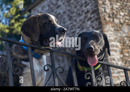 Zwei Hunde über alte graue Metallzaun mit grüner und blauer Kragen suchen Stockfoto