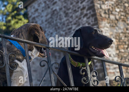 Zwei Hunde über alte graue Metallzaun mit grüner und blauer Kragen suchen Stockfoto
