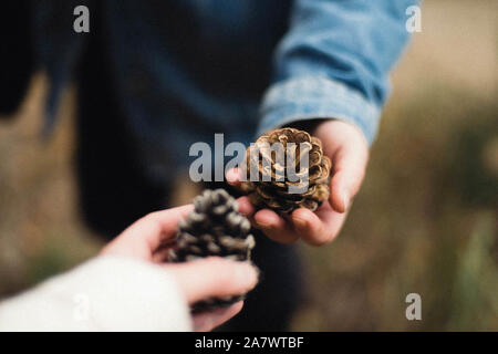 7/8 Hand der Frau mit Tannenzapfen im Wald Stockfoto