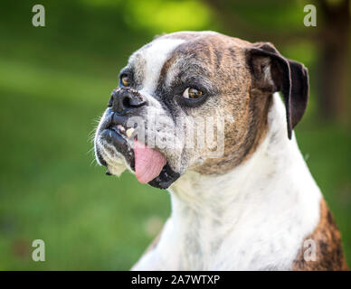 Boxer Hund Haften mit herausgestreckter Zunge Stockfoto