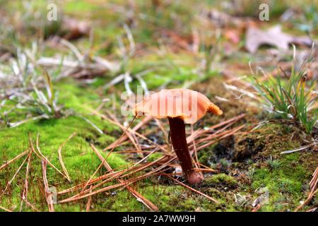 Ein einsamer Herbst Galerina Pilz wächst aus der grünen Moos Stockfoto