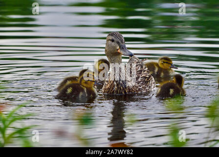 Eine Mutter Stockente Anas platyrhynchos, Mit ihrer jungen Küken schwimmen in ruhigem Wasser von Maxwell Lake in der Nähe von Hinton Alberta, Kanada. Stockfoto