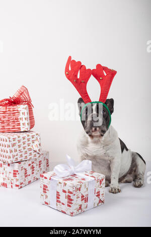Französische Bulldogge mit Rentier Geweih sitzen mit Weihnachten Geschenkboxen auf weißem Hintergrund. Bild vertikal Stockfoto