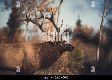 Ein Elch stier, cervus canadensis, im Herbst Brunftzeit, Yukon Territory, Kanada Stockfoto