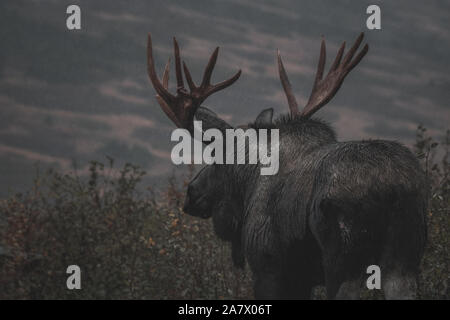 Alaskan bull Elch (alces alces gigas) Spaziergänge durch den Regen, Yukon Territory, Kanada Stockfoto